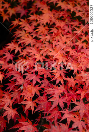 真っ赤な紅葉 130005527