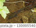 清流に遊ぶ川魚の姿 130005540