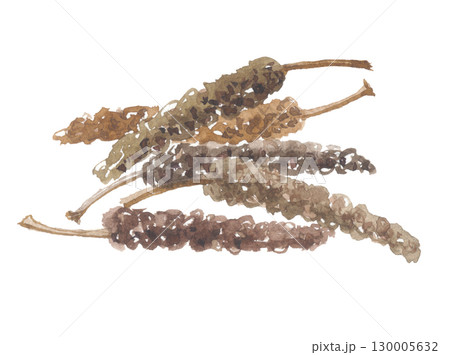 水彩で描いたヒハツ　畢撥  130005632