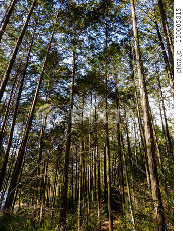 まっすぐ伸びた木々の林 130005815