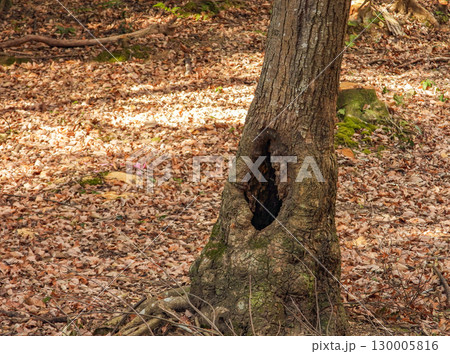 木の幹にあいた穴 130005816