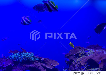 水族館 水槽の中を気持ちよさそうに泳ぐ魚たち 水族館 水槽の中を気持ちよさそうに泳ぐ魚たち 130005955