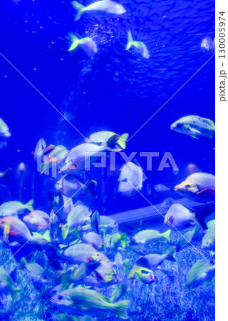 水族館 水槽の中を気持ちよさそうに泳ぐ魚たち 水族館 水槽の中を気持ちよさそうに泳ぐ魚たち 130005974