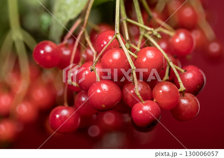 Vibrant Red Viburnum Berries Hanging on a Branch 130006057