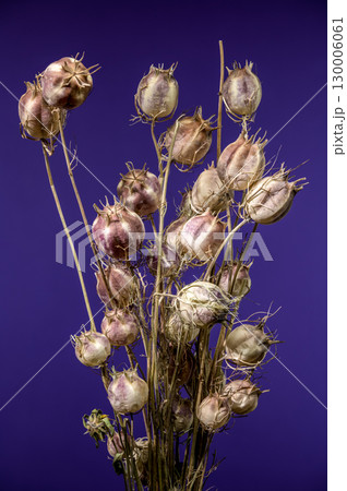 Dried seed pods on stems against a vibrant purple background Dried seed pods on stems against a vibrant purple background 130006061