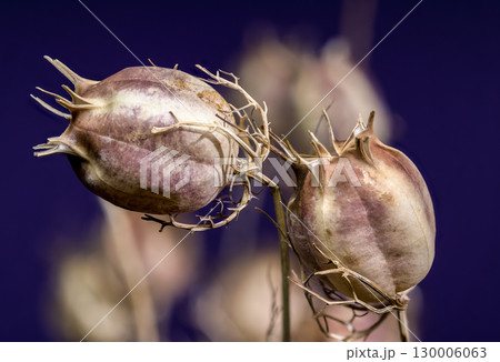 Dried seed pods on stems against a vibrant purple background 130006063
