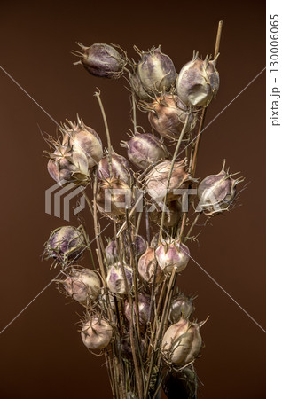 Dried Love-in-a-mist seed pods against a warm brown background 130006065