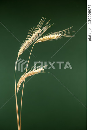 ripe golden grain stalks isolated on a solid green background 130006075
