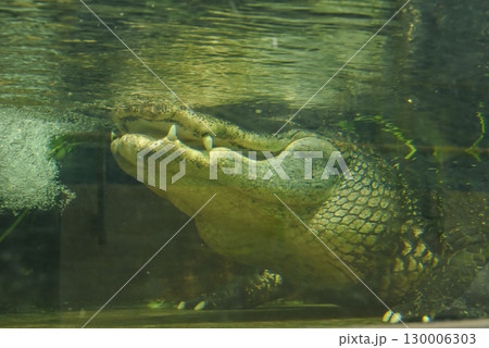 大迫力 世界最大のワニ イリエワニ 大迫力 世界最大のワニ イリエワニ 130006303