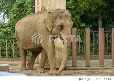 大迫力　動物園のアジアゾウ 130006643
