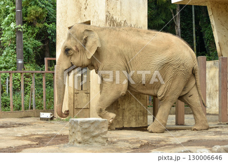 大迫力 動物園のアジアゾウ 大迫力 動物園のアジアゾウ 130006646