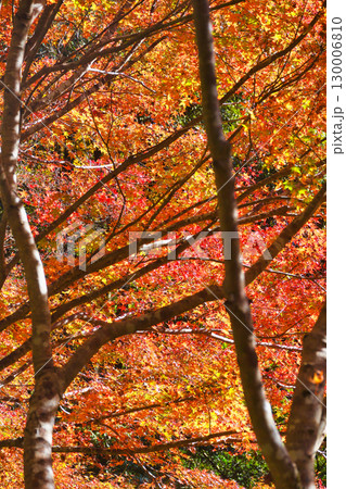 京都 三尾 槙尾山 西明寺裏参道の美しい紅葉 (京都府京都市右京区) 京都 三尾 槙尾山 西明寺裏参道の美しい紅葉 (京都府京都市右京区) 130006810