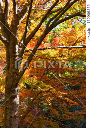 京都　三尾　槙尾山　西明寺裏参道の美しい紅葉　(京都府京都市右京区） 130006886