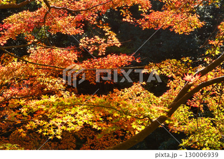 京都　三尾　槙尾山　西明寺裏参道の美しい紅葉　(京都府京都市右京区） 130006939