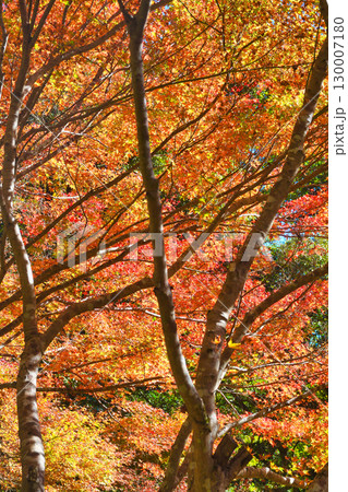 京都 三尾 槙尾山 西明寺裏参道の美しい紅葉 (京都府京都市右京区) 京都 三尾 槙尾山 西明寺裏参道の美しい紅葉 (京都府京都市右京区) 130007180