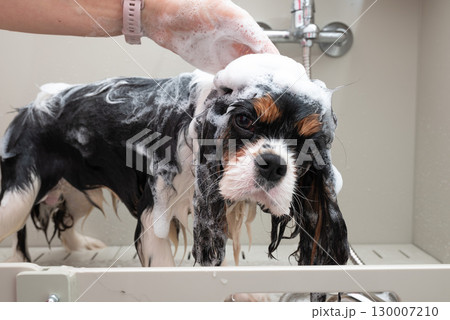 portrait of Cavalier King Charles spaniel dog taking shower with shampoo. dog takes bubble bath in an animal grooming salon. 130007210