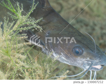 ギギかナマズらしき魚 130007212