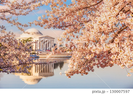 The Jefferson Memorial during the Cherry Blossom Festival in Washington, DC The Jefferson Memorial during the Cherry Blossom Festival in Washington, DC 130007597