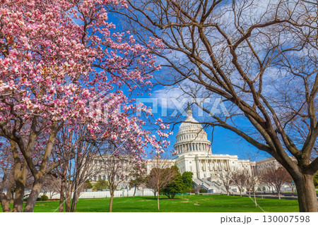 Capitol building during the Cherry Blossom Festival in Washington, DC Capitol building during the Cherry Blossom Festival in Washington, DC 130007598