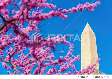 The Washington Monument during the Cherry Blossom Festival in Washington, DC, The Washington Monument during the Cherry Blossom Festival in Washington, DC, 130007600