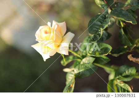 バラ園に咲く黄色い薔薇を撮りました 130007631