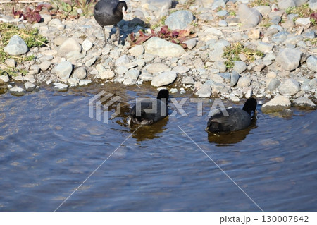水草を食べているオオバン 130007842