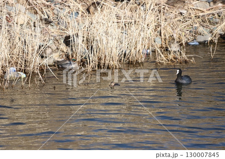コガモの群れとオオバン コガモの群れとオオバン 130007845
