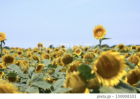 青空の中のひまわり畑 青空の中のひまわり畑 130008101