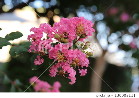 夏の庭に咲くピンク色のサルスベリの花 130008111