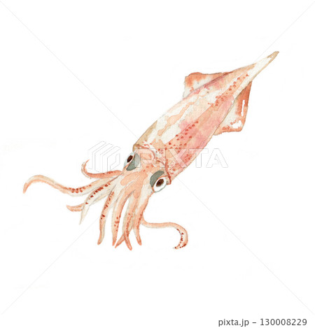 イカ　水彩イラスト 130008229