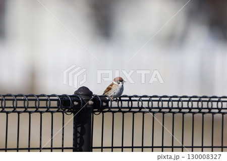 柵にとまっているスズメ 130008327