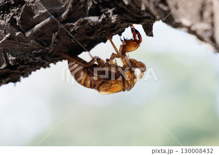 セミの抜け殻 130008432