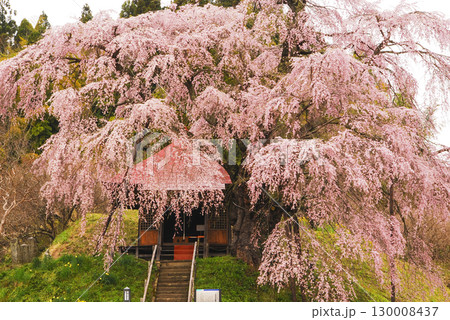 福島県郡山市上石の不動さくら 130008437