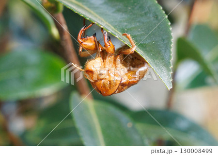 セミの抜け殻 セミの抜け殻 130008499