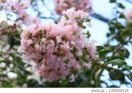 夏の庭に咲く淡いピンク色のサルスベリの花 夏の庭に咲く淡いピンク色のサルスベリの花 130008516