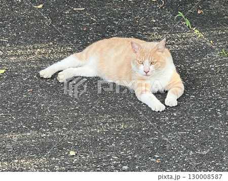 暑さに耐えるボス猫 暑さに耐えるボス猫 130008587