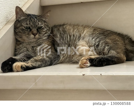 寝起きで不機嫌な猫 130008588