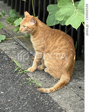 暑さを凌ぐねこ 130008589