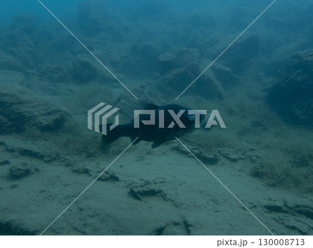 本栖湖にいた眼病のフナらしき魚 130008713