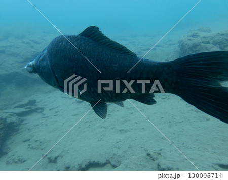 本栖湖にいた眼病のフナらしき魚 130008714