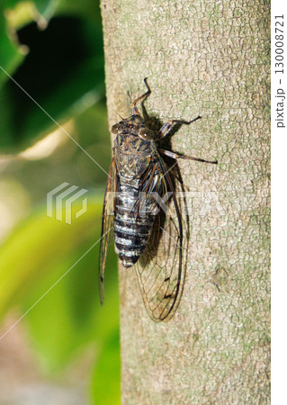 木に止まるツクツクボウシ 130008721