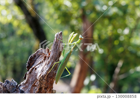 木に止まるオオカマキリ 130008858