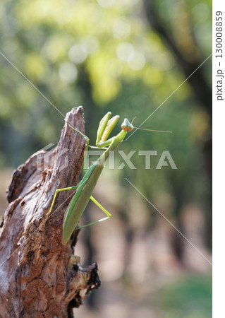 木に止まるオオカマキリ 130008859