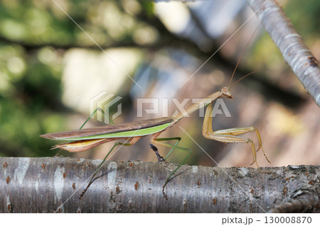 木に止まるオオカマキリ 木に止まるオオカマキリ 130008870