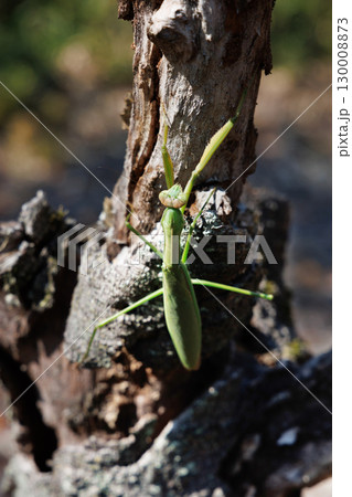 木に止まるオオカマキリ 130008873