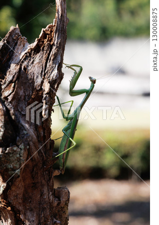 木に止まるオオカマキリ 木に止まるオオカマキリ 130008875