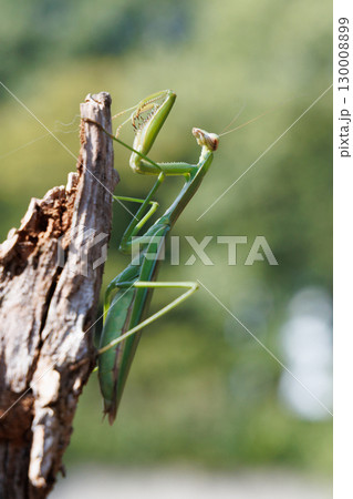 木に止まるオオカマキリ 木に止まるオオカマキリ 130008899