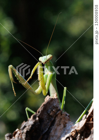 木に止まるオオカマキリ 木に止まるオオカマキリ 130008938