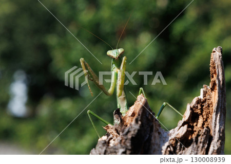 木に止まるオオカマキリ 木に止まるオオカマキリ 130008939