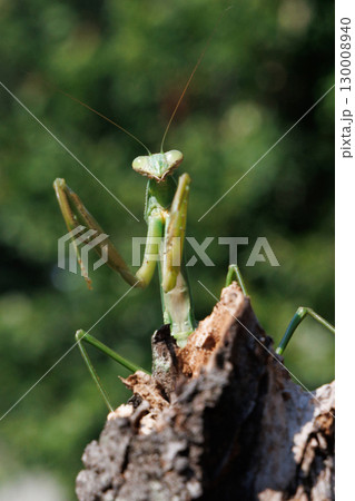 木に止まるオオカマキリ 木に止まるオオカマキリ 130008940